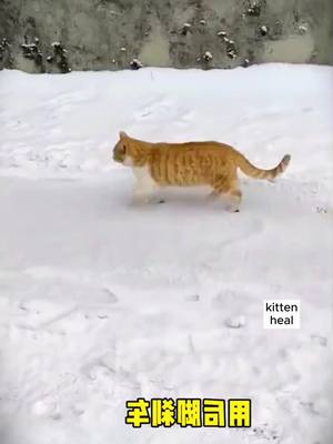 A post by @kittenheal on TikTok caption: #cat #cats #catsoftiktok #petlove #catsvideo #catlover #pet #Love #cutecats #lovecat #fyp #fy #fypシ #foryoupage #petlover #foryoupagee #foryoupage❤️❤️ #catlovers #cutepet #foryou