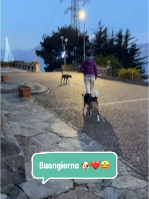 A post by @zoettaealex on TikTok caption: Buongiorno a tutti amici🐶❤️🤩#foryourpage #perte #dogsoftiktok #doglovers #zoettaealex #adottanoncomprare #adottauncanedalcanile 