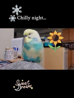 A post by @clementine_33 on TikTok caption: such a cute bird #petlover #fypp #bird #cutecat #photography #cutedog 