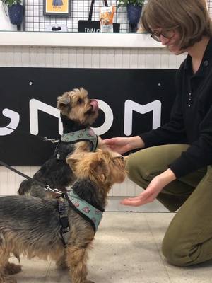 A post by @gnomo.eu on TikTok caption: Los perreros que se portan bien siempre son bienvenidos en Gnomo 🐶🤎 ¡Y si tienen suerte les toca premio! 🐕✨ . . . 🌐 www.gnomo.eu   💝 GNOMO 📍 Calle Cuba 32 #Ruzafa #Valencia   📍 Calle Alta 24  #ElCarmen #València 🕚 11:00 a 14:00 y 17:00 a 21:00. 🗓 De lunes a sábado. ☎️ 963 737 267   . . . #Gnomo #gnomoeu #Ruzafa #Valencia #Russafa #València #SmallBusiness #shopsmall #shopsmallbusiness #shoplocal #fetavalència #sharingaworldofshops #nuevocomerciodetodalavida #comprarbonito #tiendasconencanto #tiendasbonitas #tiendasmolonas #petfriendly #perrostiktokers #dogsoftiktok 