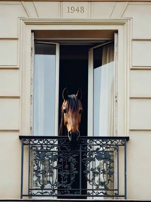 A post by @longchamp on TikTok caption: Wander with Longchamp Who said Parisian windows don’t have surprises? #LongchampSS25 #mode #fyp #paris