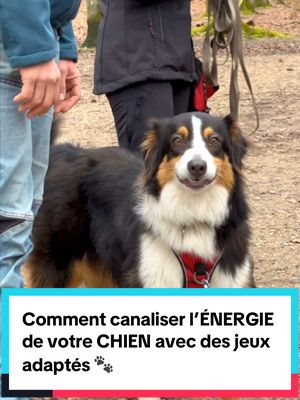 A post by @educhien_officiel on TikTok caption: Comment canaliser l’ÉNERGIE de votre CHIEN avec des jeux adaptés 🐾 Découvrez comment des jeux bien choisis, comme la balle, peuvent non seulement lui offrir un exutoire, mais aussi renforcer son contrôle et sa concentration. 🎾✨ #educationcanine #AstuceChien #ConseilsCanins #educhien #chien #chiot #comportementcanin #EntraînementPositif #JeuxÉducatifsChien #ActivitésCanines #reels #reel 