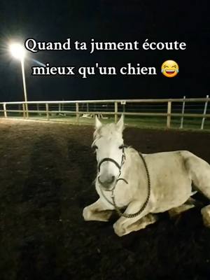 A post by @sora_psar on TikTok caption: Faut qu'on se remette au dressage avec Sora, on a perdu du level depuis ! 😂 #pursangarabe #cheval #equitation #travailapied #cejour-là 