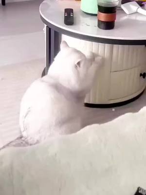 A post by @digipromo0 on TikTok caption: Renovierung gefällig?🤣#katze #cat #katzen #funny #lustig #lustigevideos #witzig #komisch #tiere #katzenvideos #katzenliebe #fy #fyp #viral #viralvideo #foryou #loveyou #mylove #life #leben #wohnen #renovieren😂🤣😂 #renovierung #fürdich #fürdichpage #fypage #4u #4upage #4youpage #pets #russian #russia 