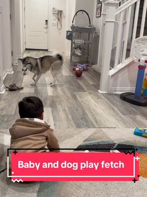 A post by @sapphie_the_pomsky on TikTok caption: Love seeing this milestone 😭💙 #babies #dogs #dogsoftiktok #dogandbaby #wholesome #babylaugh 