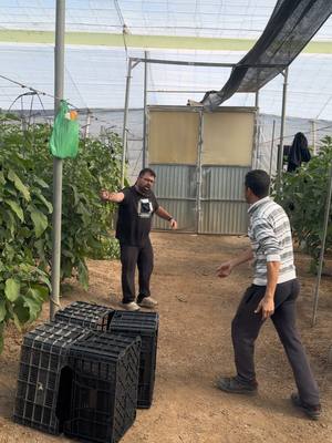 A post by @mohamedassemtiktok on TikTok caption: Felipe a comido mi comida😂🤣#viral #viraltikto #viralvideo #fyp #agricultura #almeria #españa #viraltiktok #marruecos #juanymohamed #cosasquepasan #lasnorias #berja #andalucia #ejido #invernadero #elcampo #trabajo #cosasquepasan @Juan TikTok 