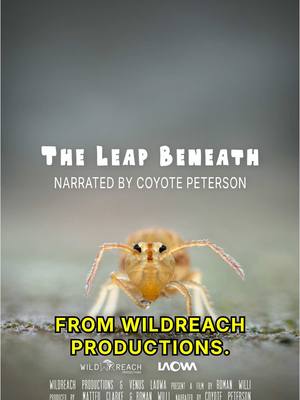 A post by @coyotepetersonofficial on TikTok caption: We at @WildReach Productions are thrilled to announce the release date January 25th of our short film “The Leap Beneath”, narrated by the one and only Coyote Peterson, which will take you on an extraordinary journey into the hidden world of soil fauna.   Presented by Wild Reach Productions & @Laowa by Venus Optics  A film by @Roman Willi  Narrated by Coyote Peterson   #wildlifefilmmaking #coyotepeterson