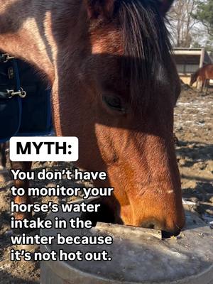 A post by @bluebonnet.feeds on TikTok caption: FACT: The average 1,000-pound horse requires just over five gallons of water per day—and with less pasture and more dry forage in the winter, that means nearly all their hydration needs to come from drinking. ✅ Using an electrolyte and metabolic pH balancer is a great way to increase their water intake! BUT use caution when mixing electrolytes into your horse’s water as some horses can become discouraged from drinking due to the salty taste. We recommend adding powdered electrolytes to your horse’s feed, or dosing orally in a paste form. Hydrate + Recover is available in both forms! ✨