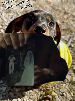 A post by @datboii_jj on TikTok caption: Mi favorita #dachshund #dachshundsoftiktok #moose #puppy #pocketsizerottweiler #rottie #cutie 