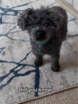 A post by @krissy0803 on TikTok caption: He doesn’t care #simonthetoypoodle #toypoodle #cutedogs #dogsoftiktok #dogvideos #cutedogsoftiktok #dogtok #PetsOfTikTok #dogs #pets #dogmom #fyp #fy #doglover #happydog #puppy #tiktokviral 