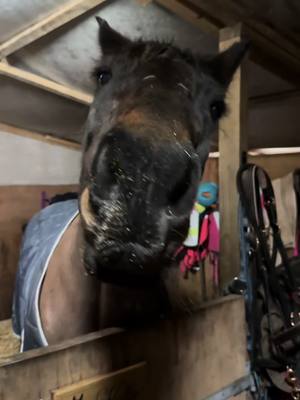 A post by @lynseypaterson on TikTok caption: We are so boring at the moment because of Holly’s sinus infection. All she is doing is taking her antibiotics and eating @Donkey Donuts LTD  