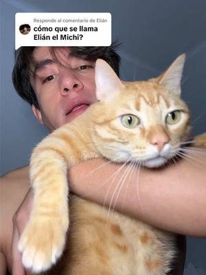 A post by @jonathanwaltonmartz on TikTok caption: Respuesta a @Elián y el cuarto gatito se llama Joaquín 🫶🏼 #cat #gato #cats #gatitos #gatos #catsvideos #videosdegatos #mascotas #gathijos #pets #fyp #gatostiktok #viral 