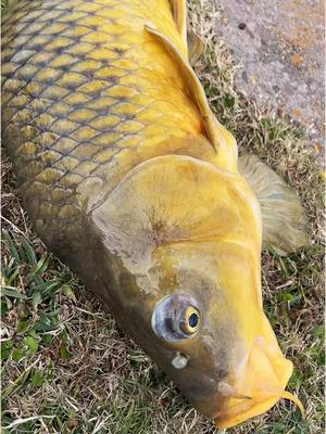 A post by @wadefishez on TikTok caption: Giant carp fail #fyp #catchcleanandcook #beardedfisherman #fishing #fish 