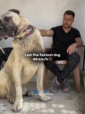 A post by @_.xjfire_.edits.23 on TikTok caption: Grey Hound💀#dogs #fastestdog #viral #fyp #animal #phonk #edit 