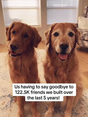 A post by @maggiemaysgoldenlife on TikTok caption: If TikTok truly gets banned, we have really enjoyed sharing our lives on here! 🫶🏼 #massfollowing #tiktokban #dogsoftiktok 