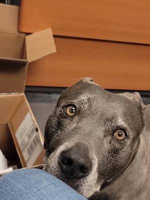 A post by @hdfam74 on TikTok caption: I'm the office treat dealer. #pitbull 