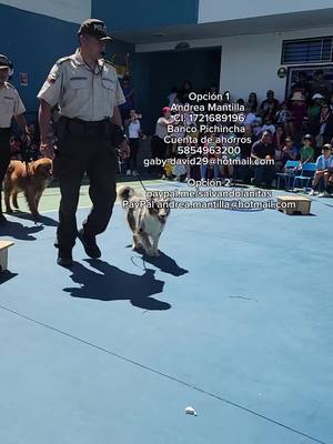 A post by @salvandolanitas on TikTok caption: Los perritos Pol1c1as más inteligentes del mundo son de Ecuador 