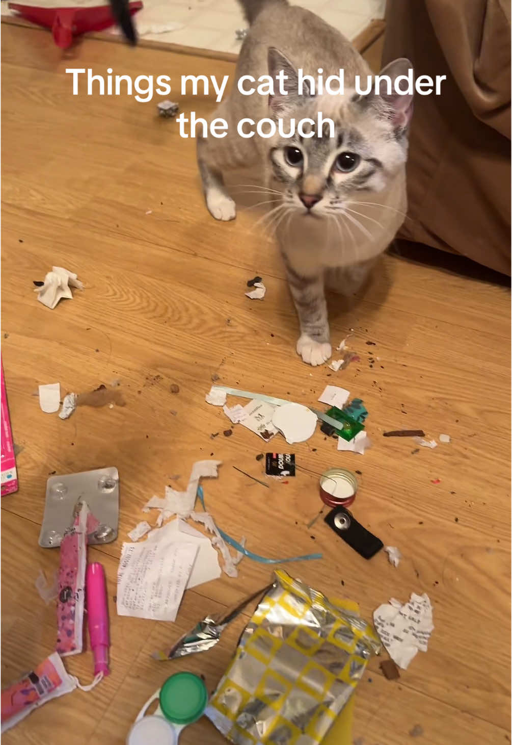 A post by @emmaefen on TikTok caption: I missed work cuz of the stolen keys. #fyp #catsoftiktok 