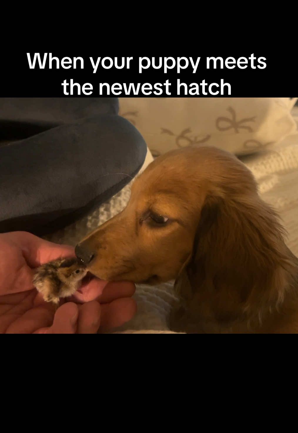 A post by @arrowsmiths on TikTok caption: We weren’t sure how Tater would respond….he did so good! 