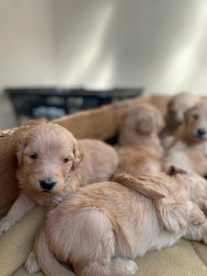 A post by @claire02_cab on TikTok caption: #LearnOnTikTok #犬 #japan #f #luxurylife #giftideas    mix breed golden retriever/ Labrador 