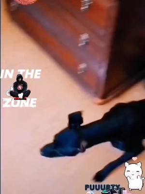 A post by @theadopteddogs on TikTok caption: #massfollowing #massfollowing🔥🔥 #massfollow #treanding #newtrend #news #kikinha #peta #doglover #petlover #PetsOfTikTok #follow #beauty #dog 