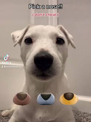 A post by @booanditsythejrs on TikTok caption: Which one did you pick?! 🙀❤️ #tiktokban #foryou #fyp #dogs #doggy #dogsoftiktok #jackrussellterrier #jackrussell