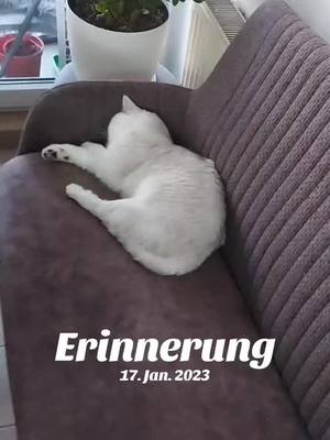 A post by @valintina.marsik on TikTok caption: #erinnerung