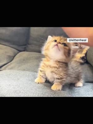 A post by @kittenheal on TikTok caption: #cat #cats #catsoftiktok #petlove #catsvideo #catlover #pet #Love #cutecats #lovecat #fyp #fy #fypシ #foryoupage #petlover #foryoupagee #foryoupage❤️❤️ #catlovers #cutepet #foryou