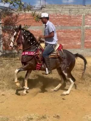 A post by @caballosbailadoress_ on TikTok caption: #cuacosfinos  #caballosbailadores 