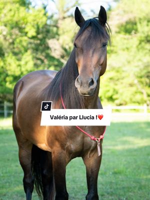 A post by @llucistar on TikTok caption: Tu as peur que la cordelette glisse quand ton cheval broute ? Et s’il se coince ? 😨 Heureusement, on a créé Valéria, la cordelette pensée pour allier sécurité et praticité. Tu connais ? C’est Llucia ! ✨  Fabriquée en Biothane résistant, équipée d’un système de locker innovant pour plus de sécurité, et conçue à la main en France…tu veux en savoir plus ?🇫🇷  Rendez vous sur Llucia.fr ❤️ #cavaliere #equidetho #cheval #equitation #cordelette #horse #ethologie #equestrian #llucia #llucistar #chevalpassion #boutiqueequestre 