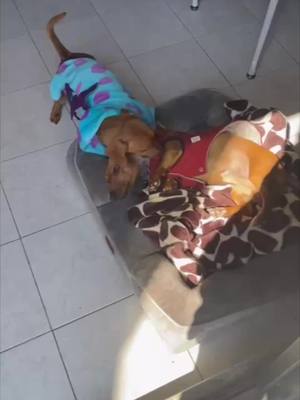 A post by @innerpets on TikTok caption: Pelea de Titanes 🐶#comedia #dogsoftiktok #dachshund 