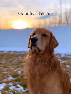 A post by @tuckerbudzyn on TikTok caption: Goodbye TikTok 😢 We love and appreciate all 11.6 million of you. Please don’t forget to follow us on everything else so we don’t lose you @tuckerbudzyn on all platforms 🩵 #tiktokban #goodbyetiktok