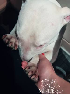 A post by @minibull_nataliia on TikTok caption: #minibull #kennel #bullterrier 