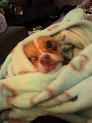 A post by @pollytaylorandjessie on TikTok caption: #funnyy #tiktokdogs #chihuahua #pets 