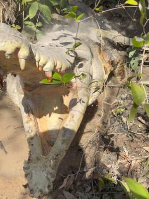 A post by @fishingarrett on TikTok caption: Looking for a 20 foot anaconda in Colombia! #tiktok#viral#florida#wildlife#snake#anteater#travel#viralvideo#crocodile#conservation#professional#colombia#animals#nature#anaconda#babyanimals#swamp  