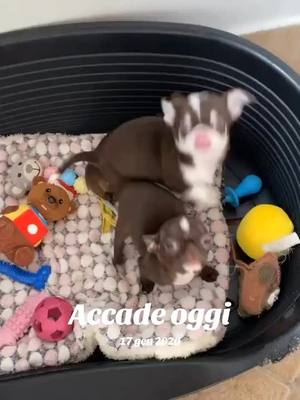 A post by @chihuahuapiccolegemme on TikTok caption: #accadeoggi