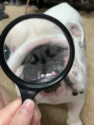 A post by @lola_tillman_bulldogs on TikTok caption: This international superspy takes payment and cheese form 🧐😋 #englishbulldoglover #englishbulldog #englishbulldogs #englishbulldogpuppy #puppiesoftiktok #dogsoftiktok #PetsOfTikTok #followtrain #viral #fyp #whiteenglishbulldog #englishbulldogsoftiktok #trendingaudio 