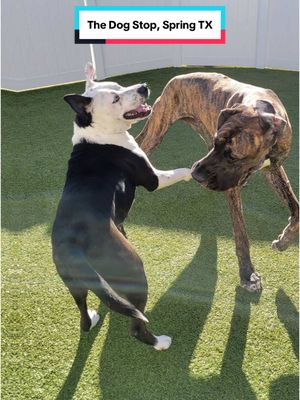 A post by @tdsspring on TikTok caption: What does a week of daycare look like? This!😜 Let’s see your pups best action shot in the comments! 🤩  #Thedogstopspring #lightscameraaction #dogdaycare #dogboarding #doggrooming #retail 