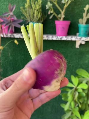 A post by @house_garden.1 on TikTok caption: ازرع آية في الشتاء😉❤️❤️ #fyp #plants #potato #نباتات #tiktok 