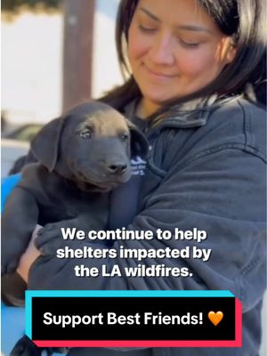 A post by @kristinchenoweth on TikTok caption: I love the work @Best Friends is doing on the ground in LA helping animals in need 🧡 🐾  to those of you in the LA area, please consider adopting, fostering, or even volunteering. It literally saves lives. Or if you are financially able, please donate to this amazing cause. If neither of these options are for you, PLEASE share this post! Exposure can go such a long way