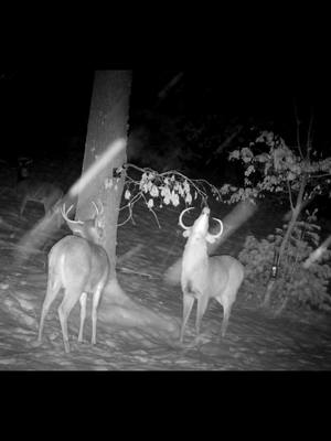 A post by @hodagoutdoors on TikTok caption: Working that magic branch! 🦌🪄 • • #deerhunting #deerseason #deerhunt #bowhunter #bowhunting #bowhunt #whitetail #whitetailbuck #bigbuck #TikTokShop 