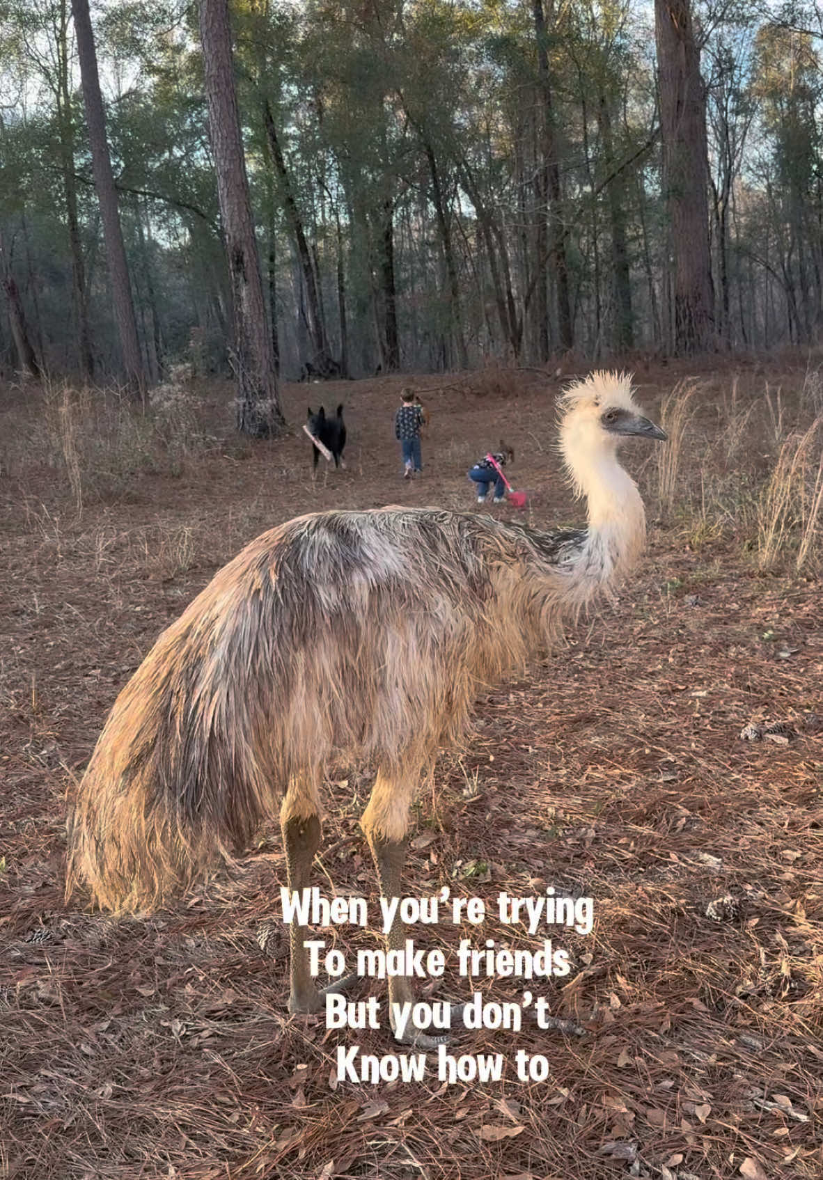 A post by @justbeinjordan_ on TikTok caption: Moo is good at a lot of things, but making friends just isn’t one of them 😂😅☠️ ##petemu##emu##funny##funnypets##exoticpets##exoticbirds