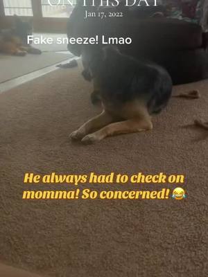 A post by @willow_and_bears_momma on TikTok caption: Bear was always so concerned about momma! This made me smile today! #gsdoftiktok #onthisday#fypシ #whatsthedogdoing #fakesneezeinfrontofdog #gsdlove #goodboy #smiles #missingyou #gsdcommunity #loveyouforever 