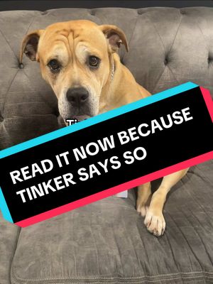 A post by @tinker_is_judging_you on TikTok caption: Tinker says to check out A DOG CALLED DUCKY now - link in bio! #adogcalledducky #BookTok #booktiktok #booktoker #bookdog #bestdog #happydog #tiktoktinker @kensingtonbooks @duckytheyorkie #readersoftiktok #newbook