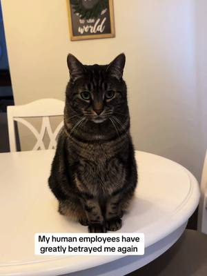 A post by @mrmilothechonk on TikTok caption: Milo will be getting his revenge #cats #catsoftiktok #viral #foryou #foryoupage 