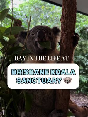 A post by @juliettewillis on TikTok caption: Day in the life at #brisbane #lonepinekoalasanctuary #koala #thingstodoinbrisbane #travelling #australia #eastcoastaustralia #budgettravel #todoinbrisbane @Katie @Natalie 