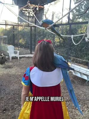 A post by @muriellavoliere on TikTok caption: Muriel percher enchanté #lavoliere #drole #lol #perroquets 