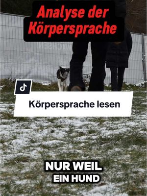 A post by @lakedog_akademie on TikTok caption: Körpersprache analysieren #hundeerziehung #hundetraining #hundetrainer #hundetrainerausbildung #hundesprache 