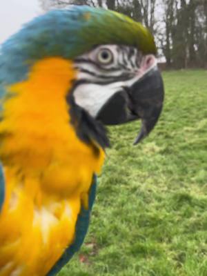 A post by @shelbythemacaw on TikTok caption: A lovely morning walk with Shelby and Shadow before heading in for some foraging activities on this grey dull Saturday. We’re still here, just trying to recover from endless colds 😷 #animallove #viral #fyp #parrot #birds #parrothusbandry #shelbythemacaw #freeflight 