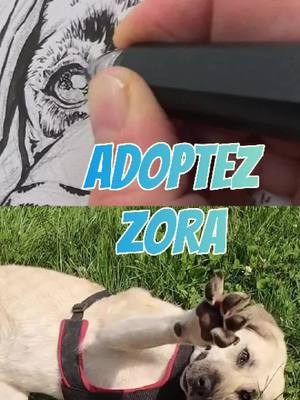 A post by @chezmarth87 on TikTok caption: Pour adopter Zora => @marie_raconte  Zora est arrivée en juillet 2022 à l’asso Cibou et compagnie.  Retrouvée blessée, errante et apeurée, elle n’a jamais été réclamée. Typée berger d’anatolie, elle a certainement passé la première moitié de sa vie à faire des chiots. Sauf que maintenant ça fait plus de 2 ans qu’elle est là et n’intéresse personne. Pourtant elle a fait beaucoup de progrès, elle est promenée par plein de bénévoles, elle est câline, un peu joueuse, faut juste y aller tranquillement avec elle. Donc ça m’a donné envie de dessiner sa GROSSE TETE TROP MIGNONNEMGNGLMGNM en même temps que je vous en parlais.